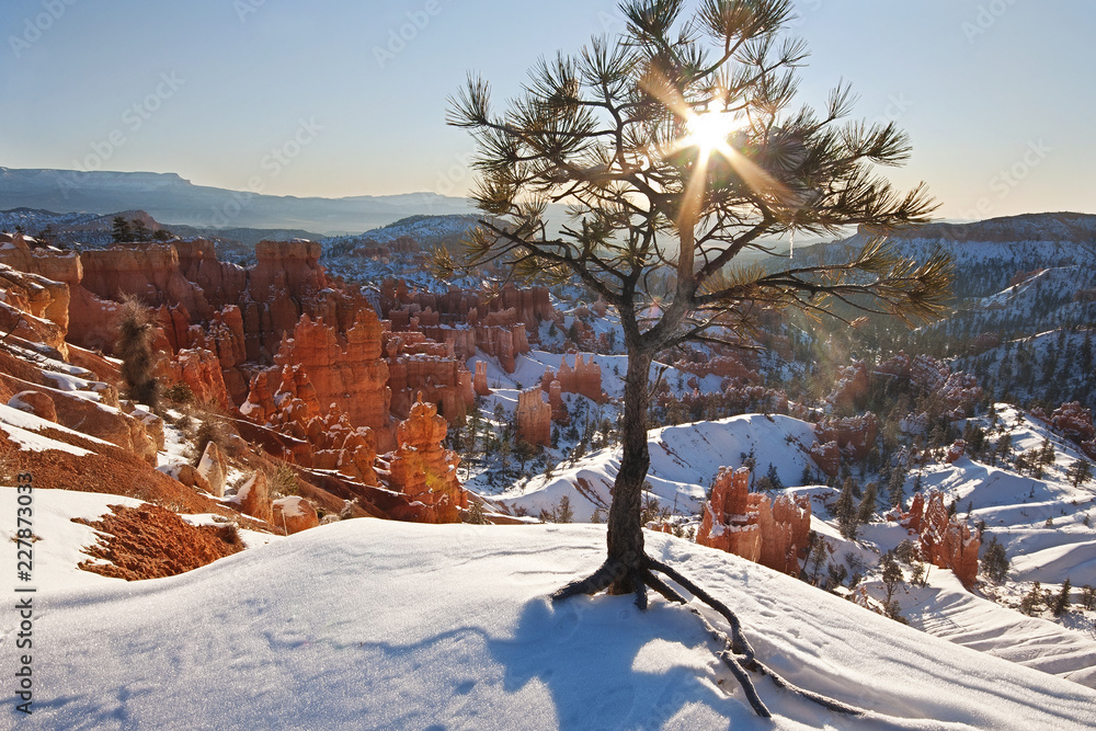 Wall mural A tree on a snow covered cliff overlooking Bryce canyon at sunrise