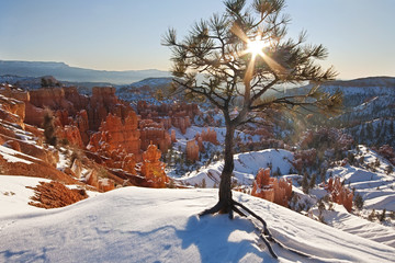 A tree on a snow covered cliff overlooking Bryce canyon at sunrise