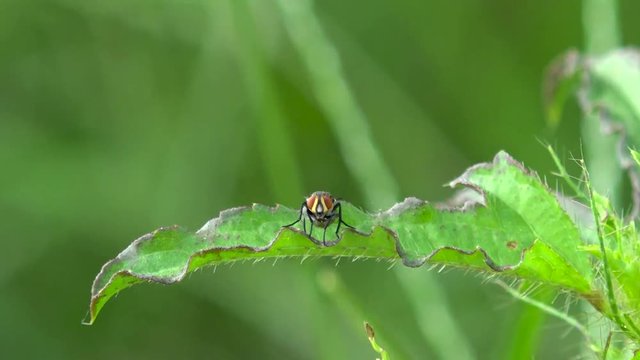 Mosca sobre hoja en primer plano