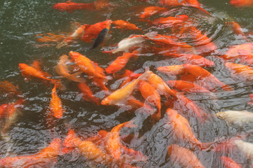 Obraz na płótnie Canvas Koi swim in Pond. Movement of swimming in green water
