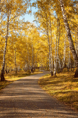 Fototapeta na wymiar Walkway Lane Through Beautiful Fall Forest in City Park as Autumn Landscape