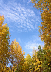 Naklejka premium Tall Birch Trees Framing Blue Sky with White Clouds