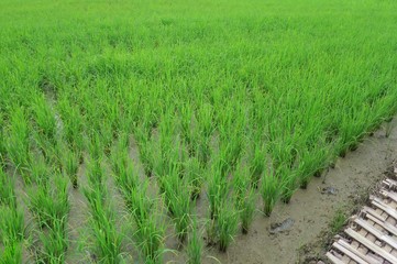 Rice field with bamboo walkway. Soft focus. Nature concept.