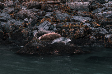 Seals in Alaska - Resurrection Bay