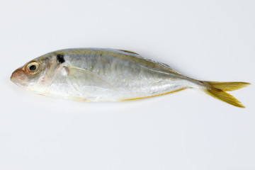 Raw fresh small yellow striped tervally banded slender fish