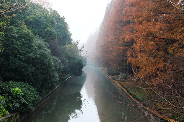 Trees of different colors on a river channel in the fog