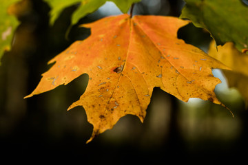 Beautiful orange fall maple leaf closeup with blured background