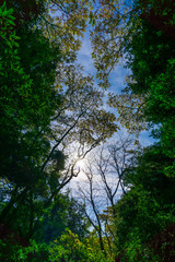 空と木々と陽の光