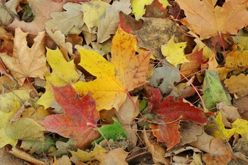 Colorful dry leaves on the floor in autumn season. Nature background concept.