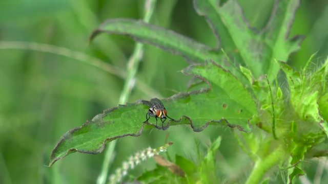 Mosca comun