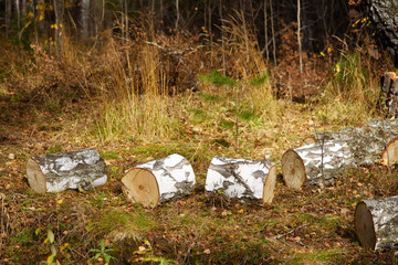 Fall Scenery: Birch Firewood or Chocks Lying on Dry Grass in Autumn Forest