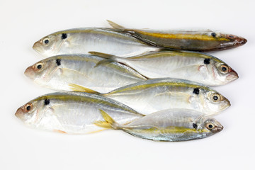 Raw fresh small yellow striped tervally banded slender fish