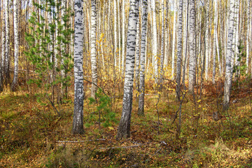 Fototapeta na wymiar Autumn Scenery: Birch and Fir Forest with Golden Foliage at Sunny Day in September