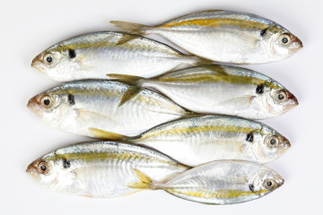 Raw fresh small yellow striped tervally banded slender fish