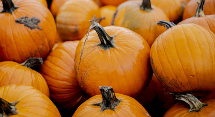 Pumpkin Cluster
