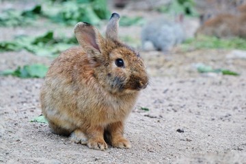 A cute brown rabbit sitting on the ground with green leaves background. Selective focus. Animal and Easter concept.