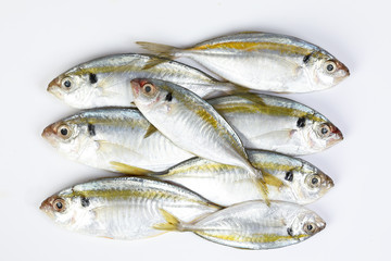 Raw fresh small yellow striped tervally banded slender fish