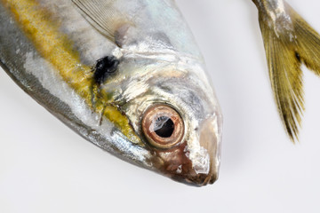 Raw fresh small yellow striped tervally banded slender fish