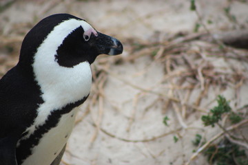 Naklejka premium Penguin