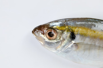 Raw fresh small yellow striped tervally banded slender fish