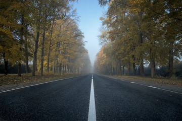 Autumn road in the early morning. Along the road grow tall trees. No cars on the road. There is no end to the road due to fog