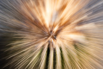 Creative sketching. Shooting with the zoom effect. Cactus on the seafront in the village of Alcala.  Tenerife. Canary Islands..Spain