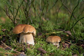 A pair of small boletus in a deep moss in the summer forest. One boletus slightly larger than the second one. Mushrooms are located approximately in the same line.