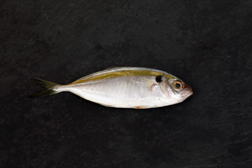 Raw fresh small yellow striped tervally banded slender fish