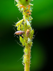 Green Fly or Aphid Colony on Green Twig on Green Background Macro