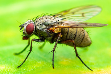 Exotic Drosophila Fruit Fly Diptera Insect on Plant Leaf