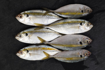 Raw fresh small yellow striped tervally banded slender fish