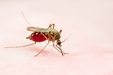 Yellow Fever, Malaria or Zika Virus Infected Mosquito Insect Macro