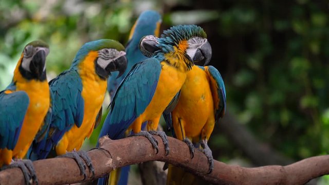 Colourful macaws