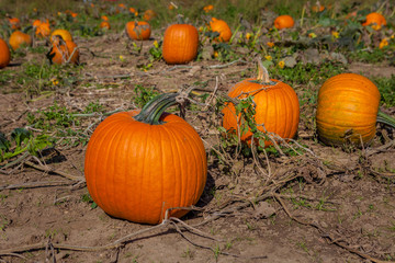 Fototapeta premium Hamilton, CANADA - October 14, 2018: orange pumpkins at outdoor pumpkin patch field at farmer market