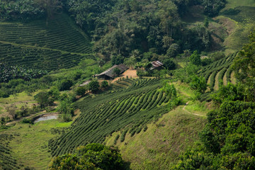Beautiful landscape of tea plantation in Chiang Rai, Thailand.