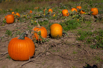 Hamilton, CANADA - October 14, 2018: orange pumpkins at outdoor pumpkin patch field at farmer market