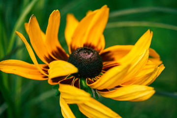 Beautiful yellow macro flowers