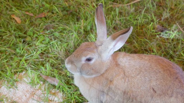 20299_Closer_look_of_the_brown_rabbit_while_munching.mov