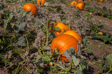 Obraz premium Hamilton, CANADA - October 14, 2018: orange pumpkins at outdoor pumpkin patch field at farmer market