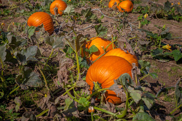 Hamilton, CANADA - October 14, 2018: orange pumpkins at outdoor pumpkin patch field at farmer market