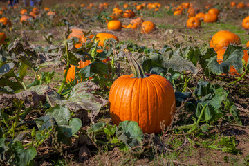 Hamilton, CANADA - October 14, 2018: orange pumpkins at outdoor pumpkin patch field at farmer market