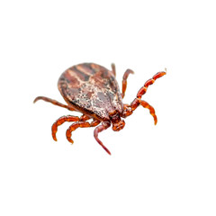Encephalitis Virus or Lyme Disease Infected Tick Arachnid Insect Pest Crawling Isolated on White Background