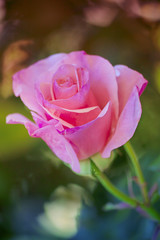 pink rose