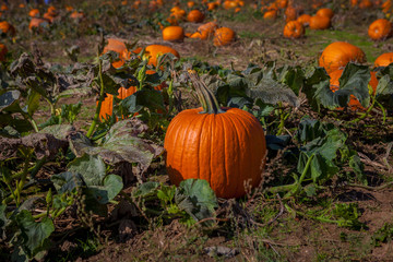 Obraz premium Hamilton, CANADA - October 14, 2018: orange pumpkins at outdoor pumpkin patch field at farmer market