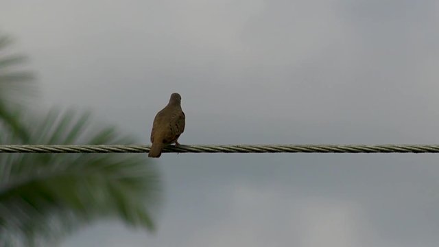 Ave sobre un cable movido por el viento