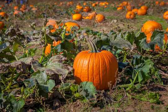 Hamilton, CANADA - October 14, 2018: orange pumpkins at outdoor pumpkin patch field at farmer market