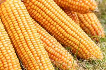 Fresh ripe corn, healthy nutrition and vegetable harvest concept