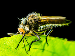 Exotic Assassin or Robber Fly Asilidae Diptera Insect with Prey Isolated on Black Background
