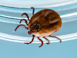 Encephalitis Virus or Lyme Disease or Monkey Fever Infected Dermacentor Tick Arachnid Insect on Glass Laboratory Tube Vial Macro
