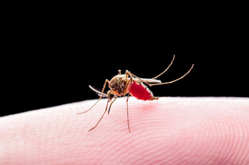 Yellow Fever, Malaria or Zika Virus Infected Mosquito Insect Bite Isolated on Black Background